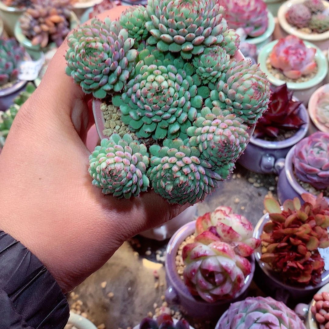 美肉肉哦哦哦哦哦哦哦哦