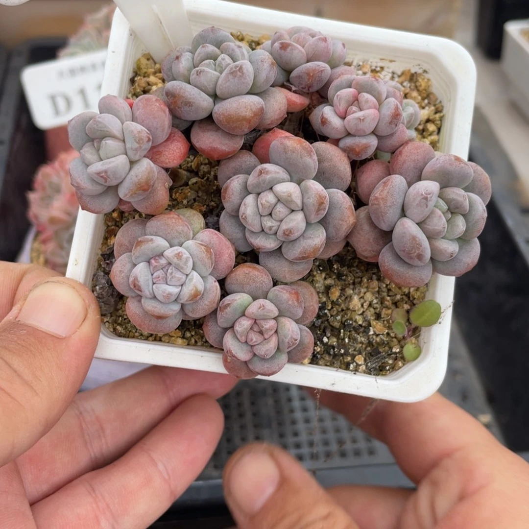 115葡萄糖不带盆8厘米
