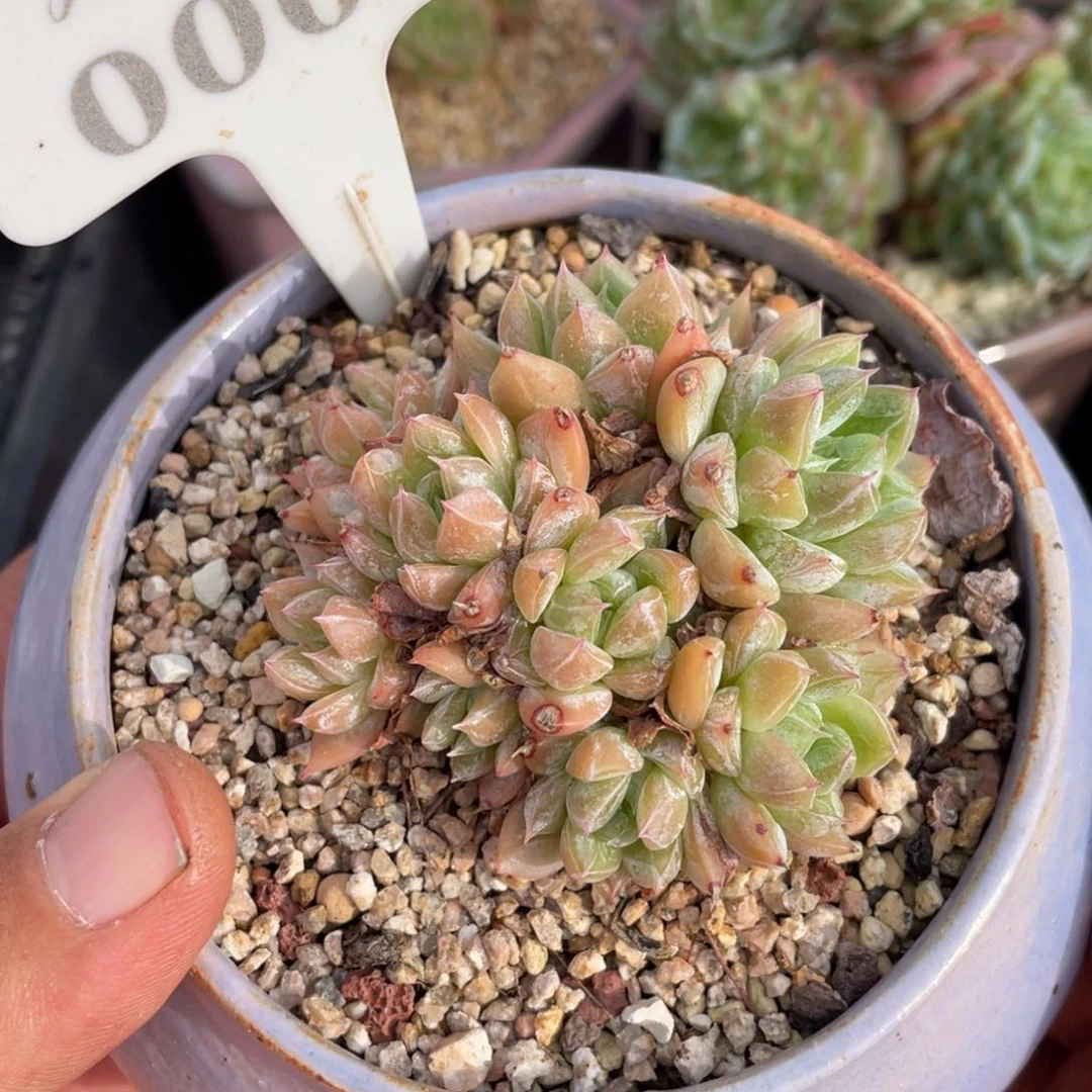 0001爱莎不带盆7厘米