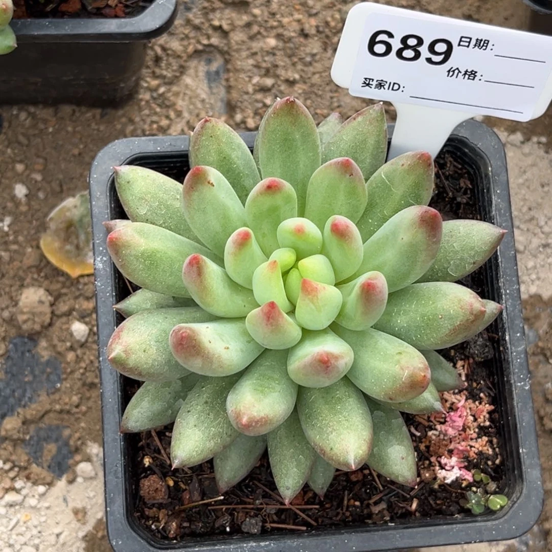 岩字多肉小苗植物689