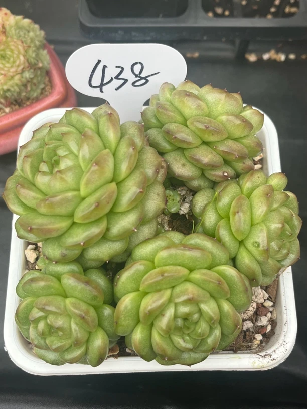 灯泡珍妮群生多肉438号