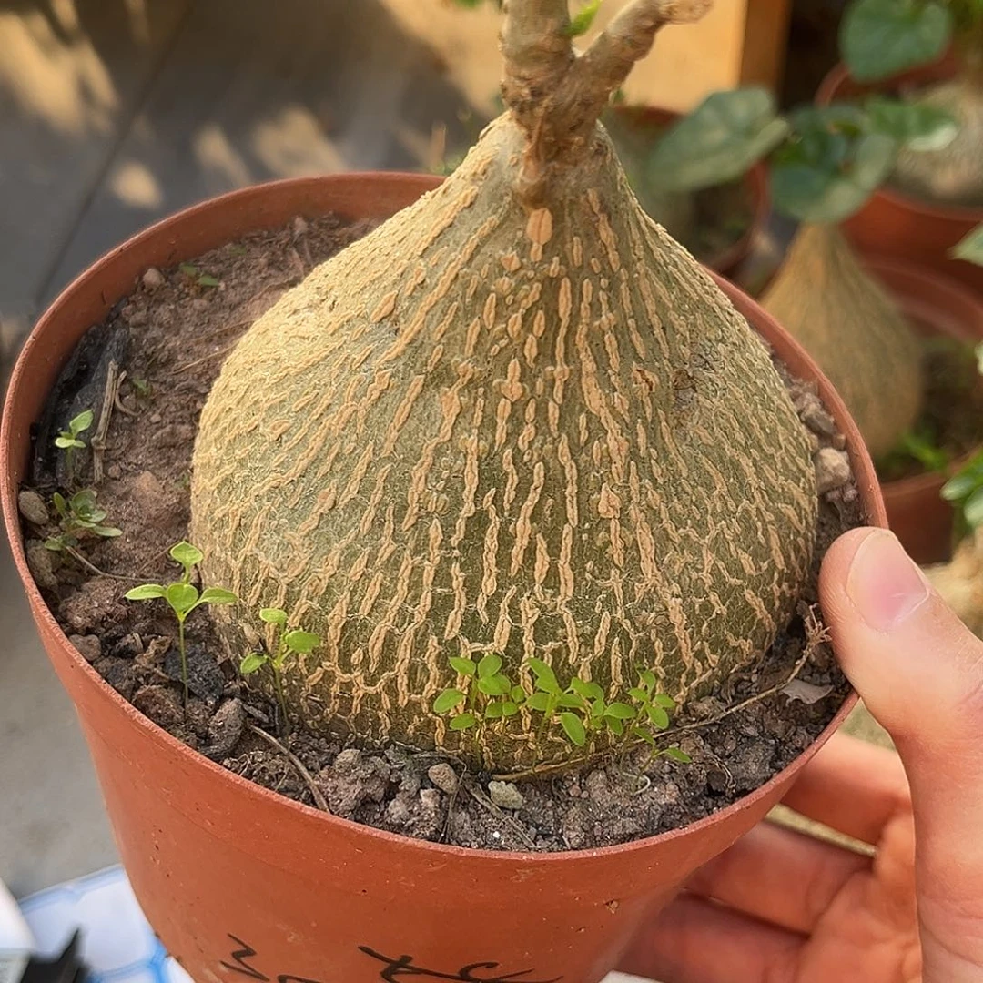 优选银叶睡不袋，大漏