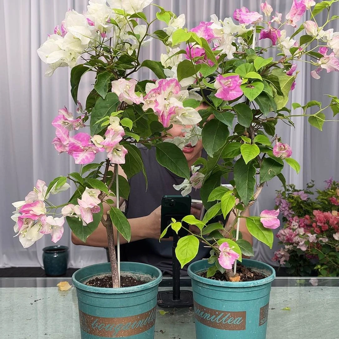 大部分开放少量花苞椰子冰一颗