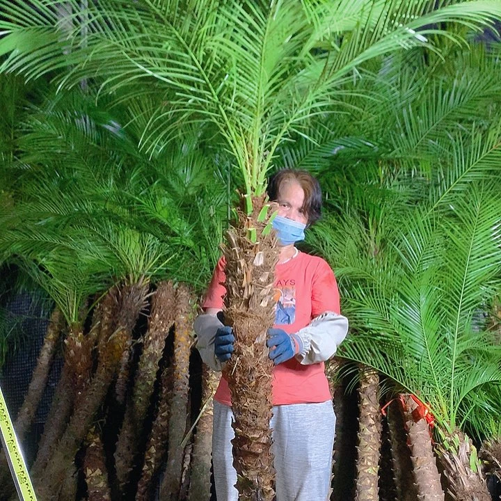 无花朵马*明1111111111