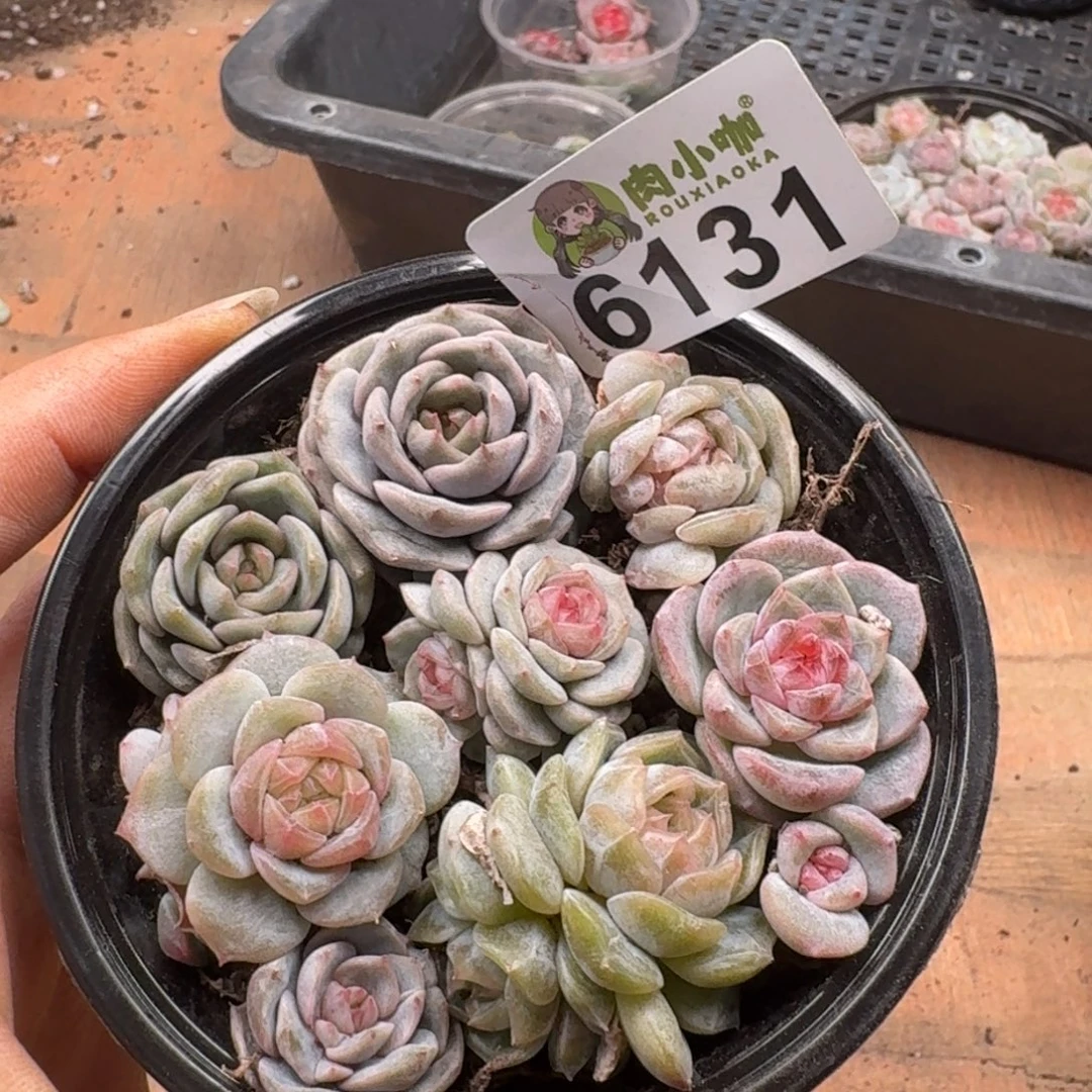 多肉植物多肉植物