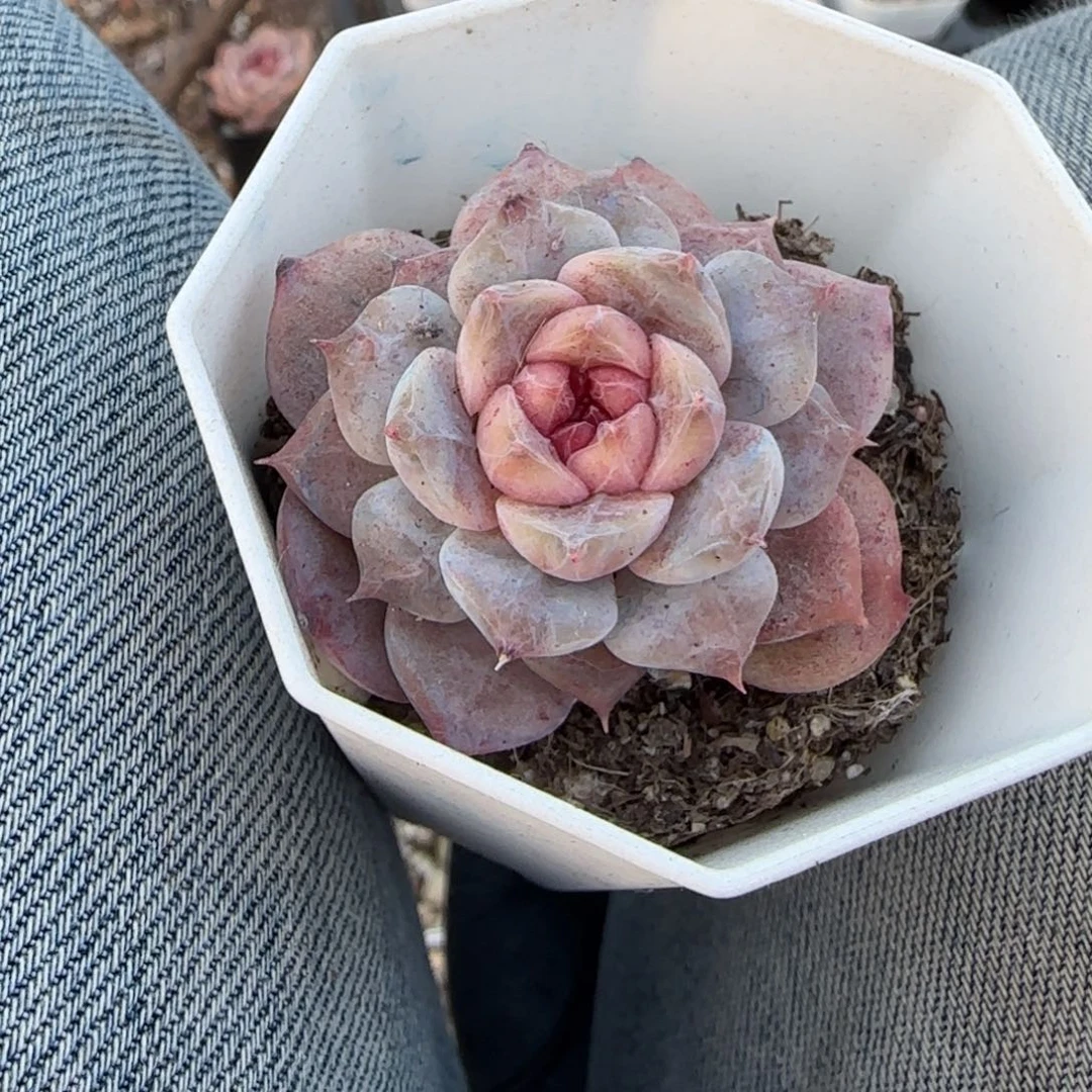 多肉小卡拉米糖心一物一拍