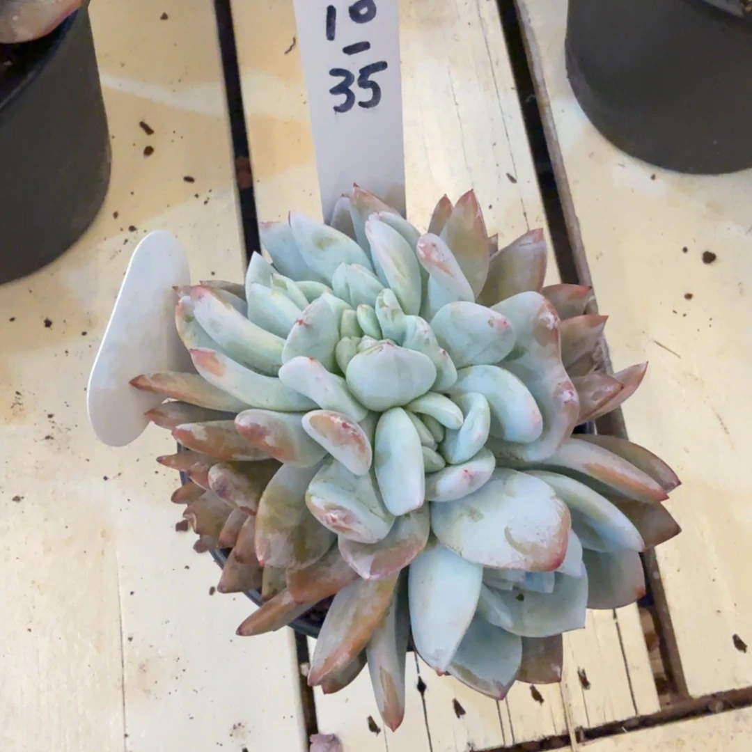 浅***%1210-35嫦娥缀化脱土发货