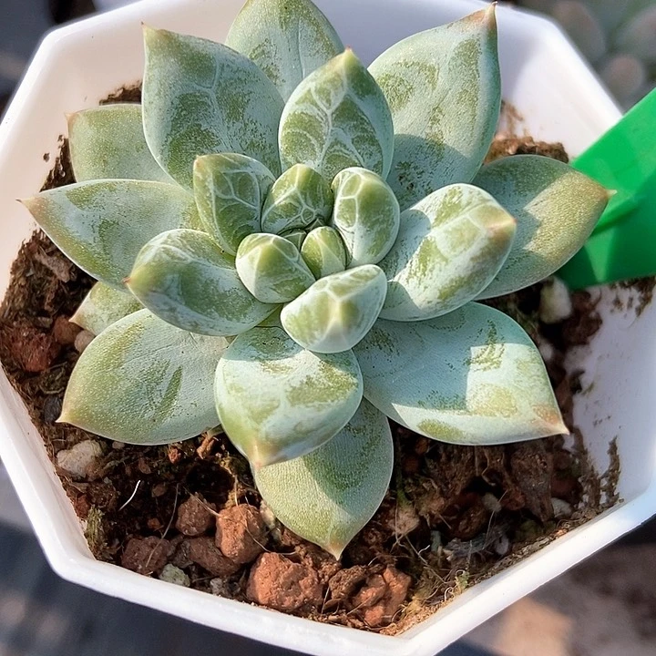 多肉植物伊丽莎白819