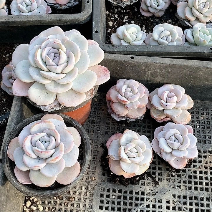 15-91号一物一拍雪莲