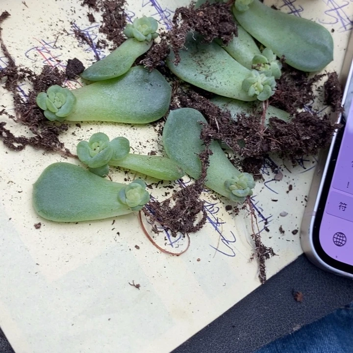 标签287珍妮芽苗一个多肉