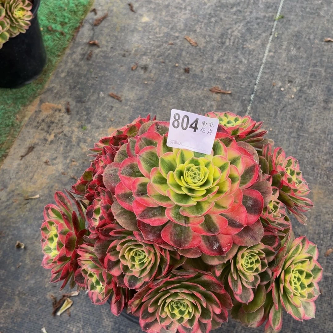 多肉玉滋00000804