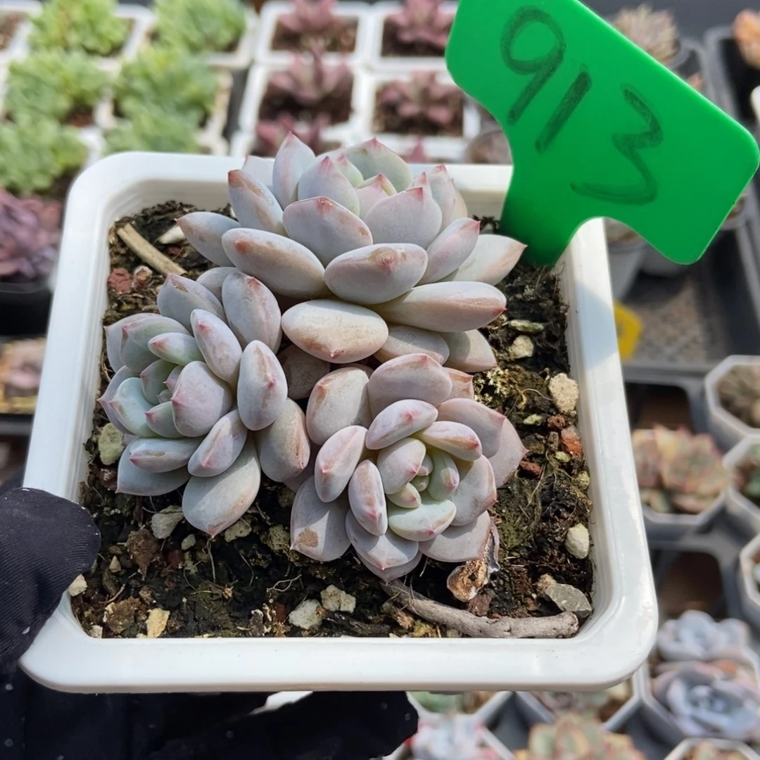913玉芙蓉多肉植物保护