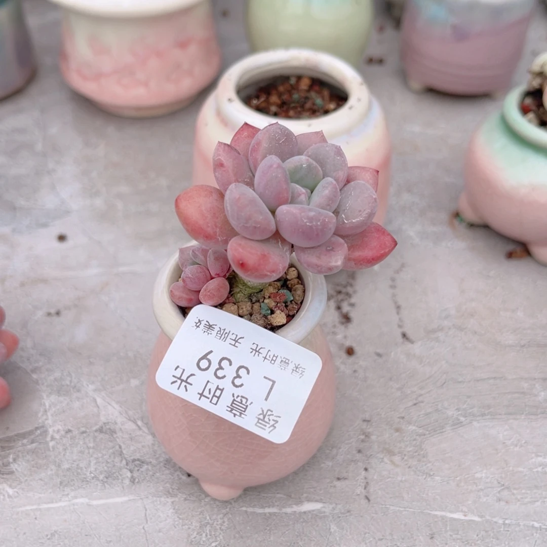 339 带陶瓷盆发货 一物一拍