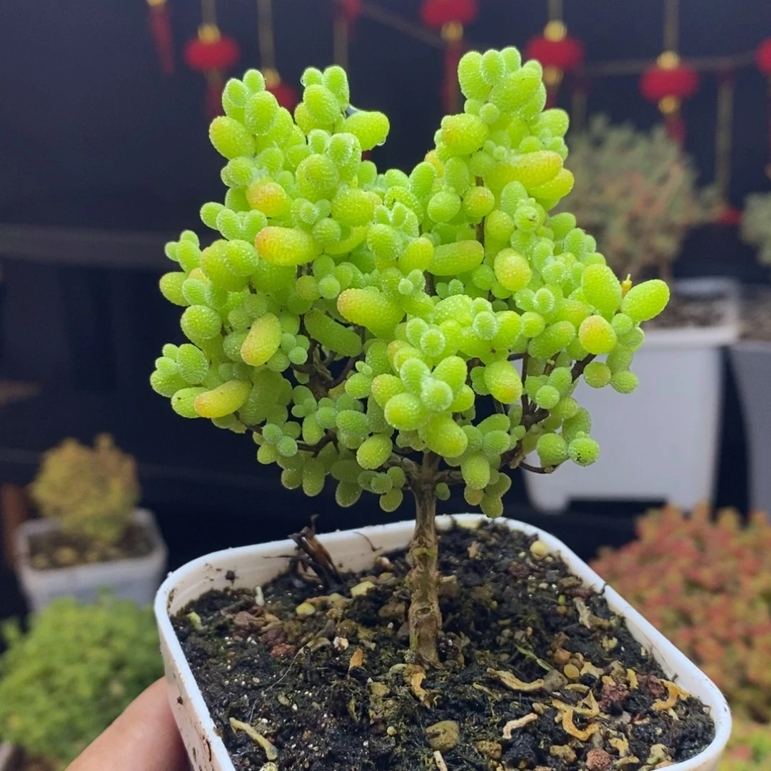 242号金桔糖球枝干