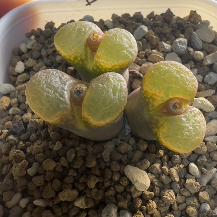 多肉......124.........