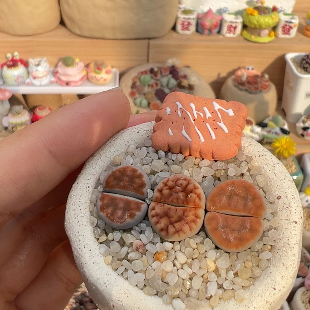 多肉植物5号橘色组合