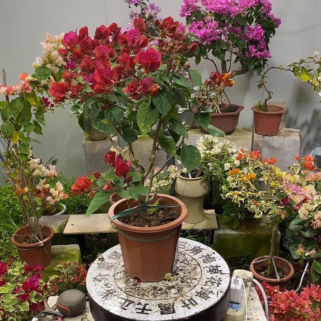 大部分开放少量花苞