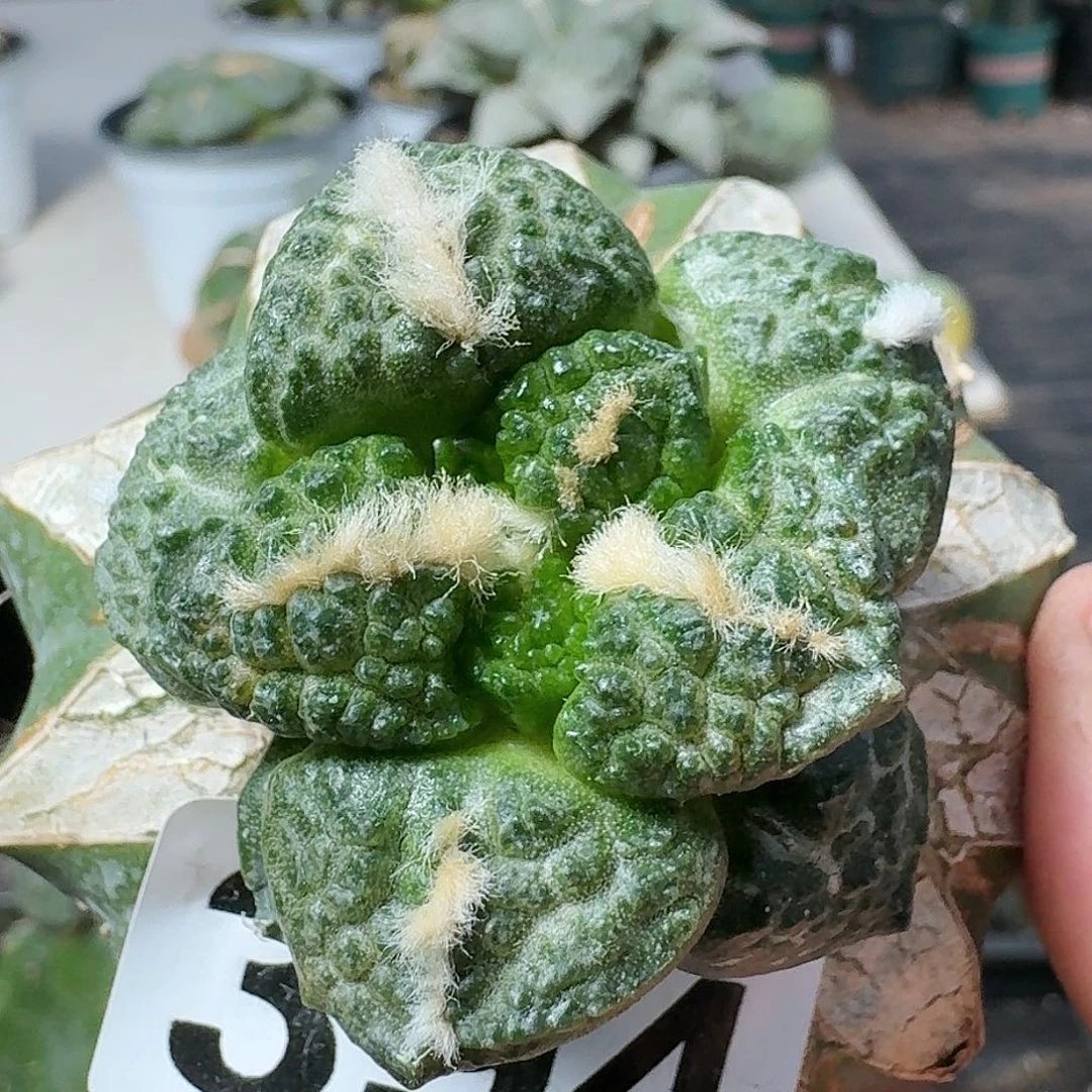 【闪购商品】无花朵苗接大尤连山394