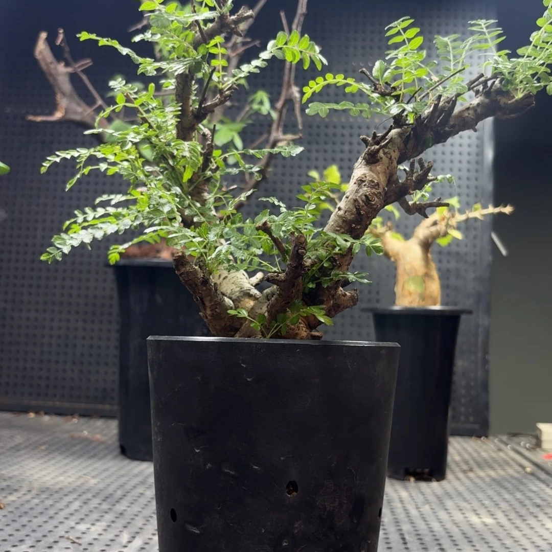 尼乐达乳香36696996666