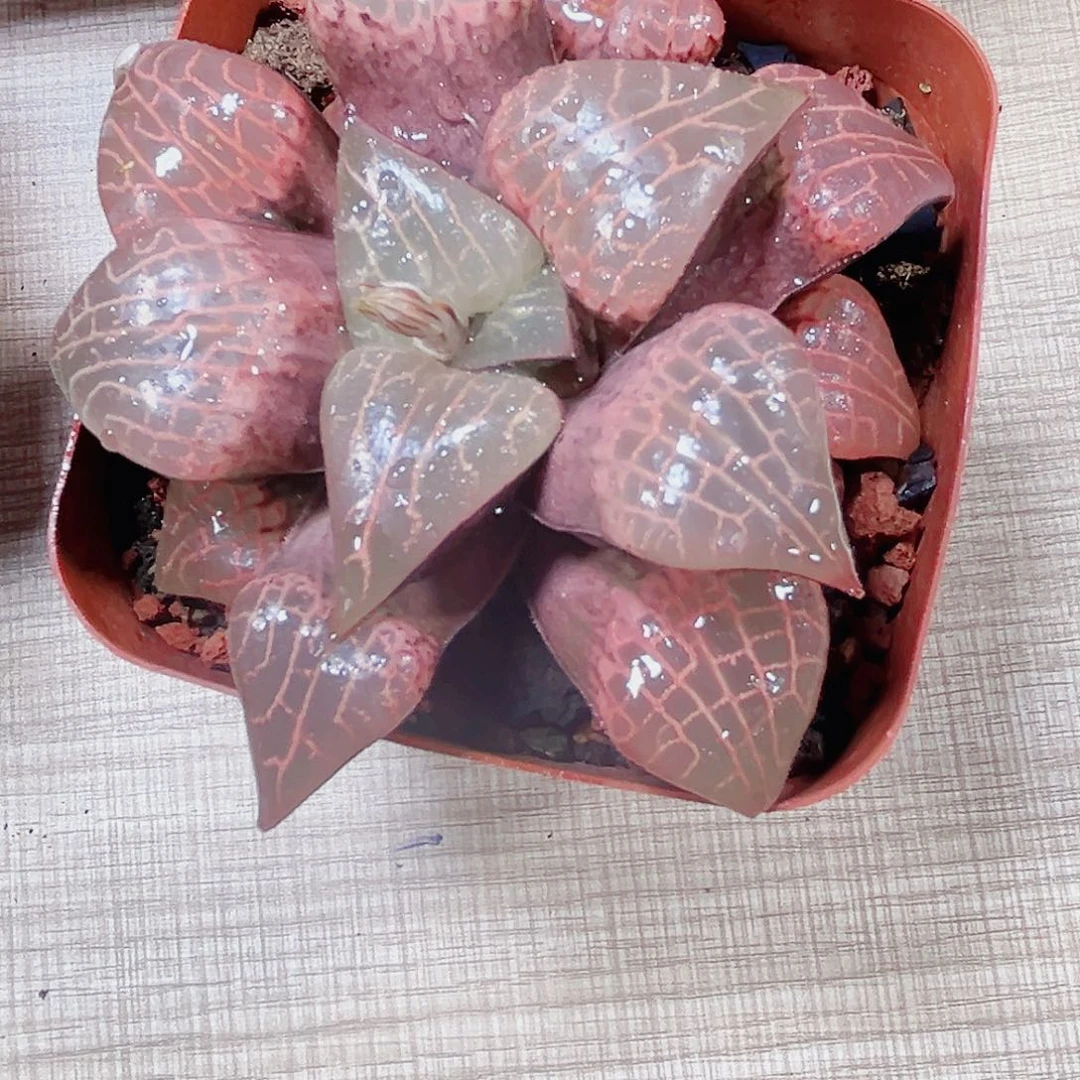 挽叶粉玻璃多肉植物5555