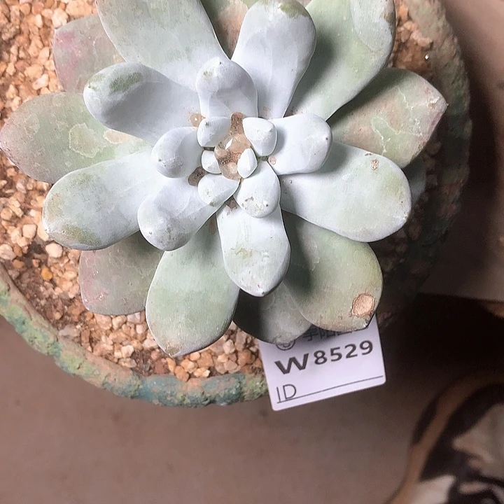 晶*8529啊啊啊啊啊啊啊