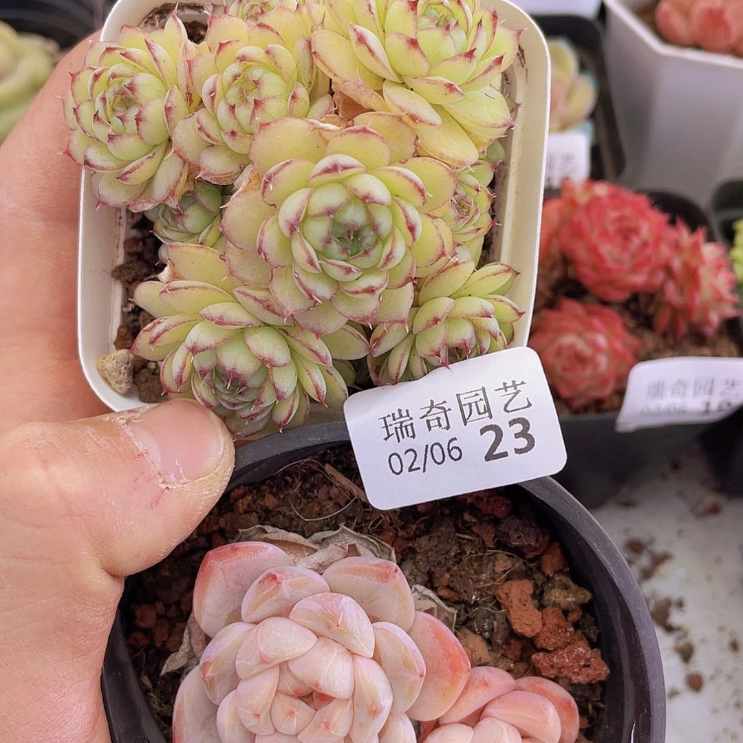 0000000000000023量拍