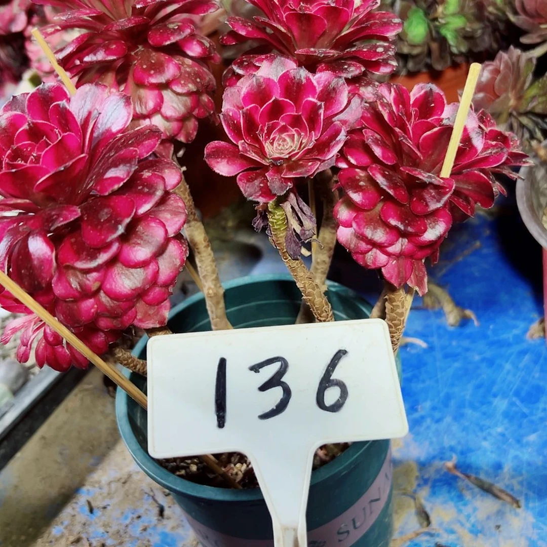多肉植物美肌法师