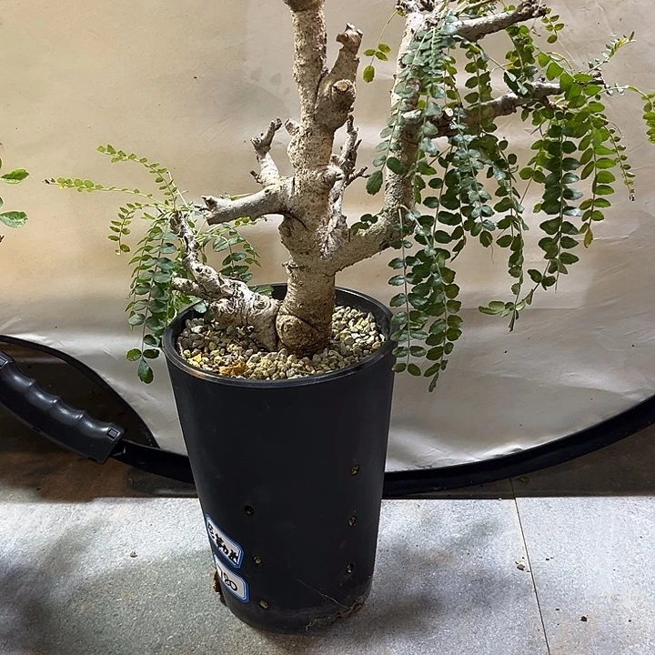 汤圆植物尼勒达乳香橄榄