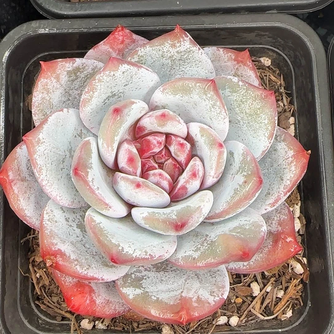 从前慢花园精选嫦娥