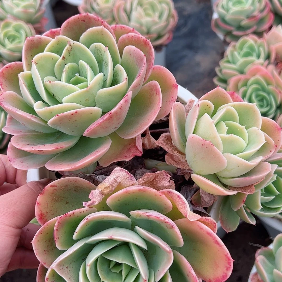 星娜塔三头起大盆