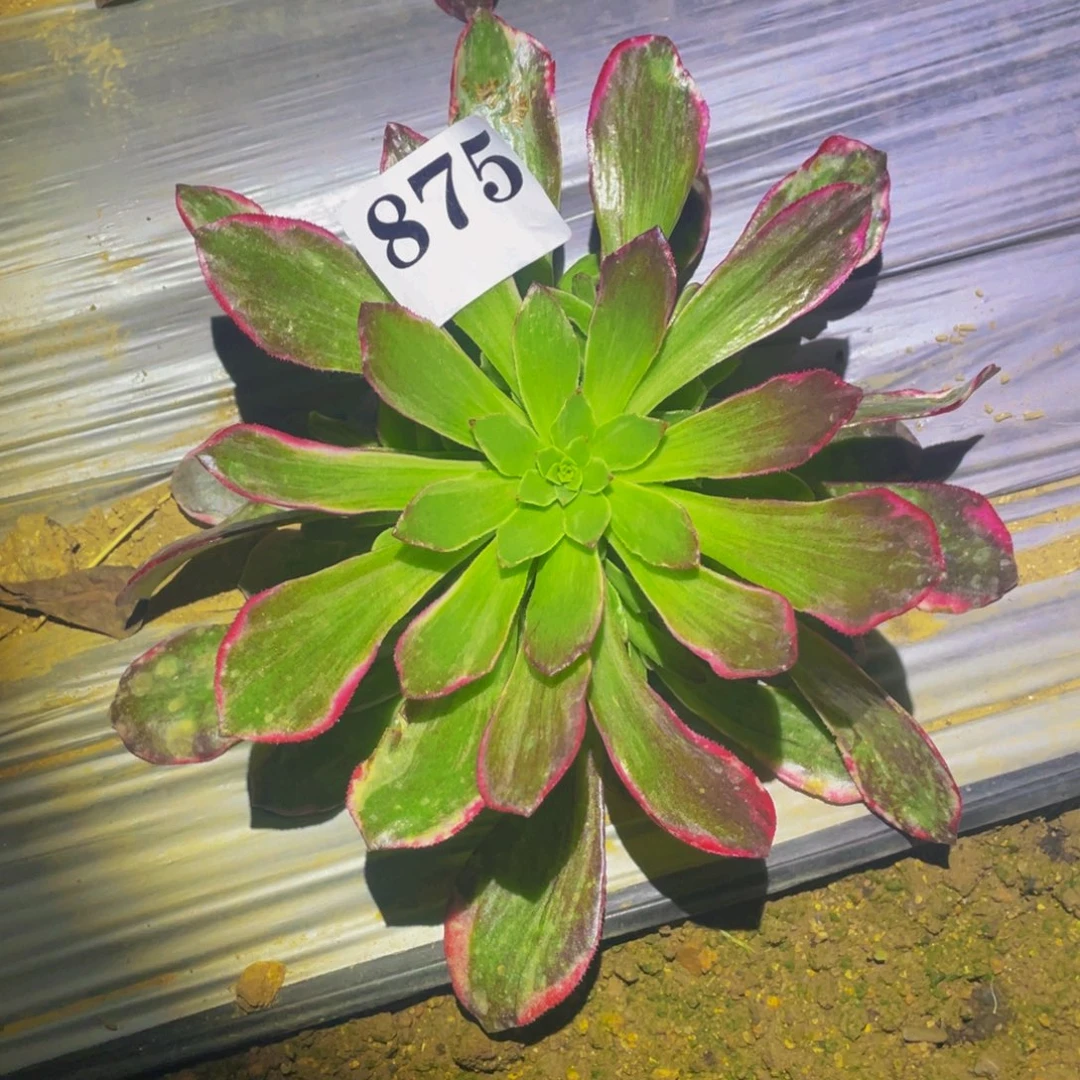 黑体万花筒多肉植物875