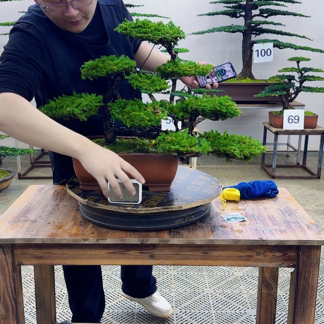 无花朵柏树造型盆景