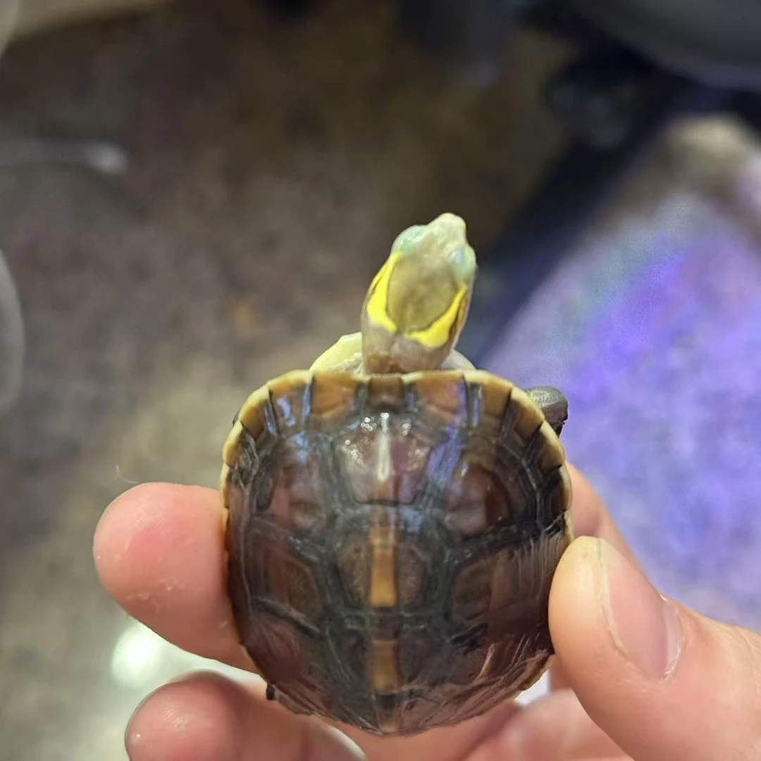 黄缘龟  全品黑台苗  20克