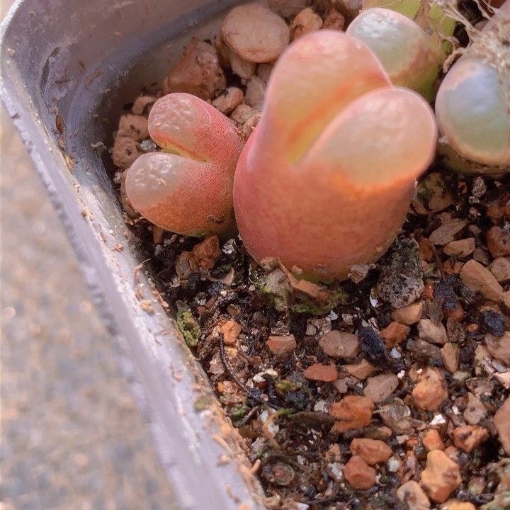 14555556566668556665666