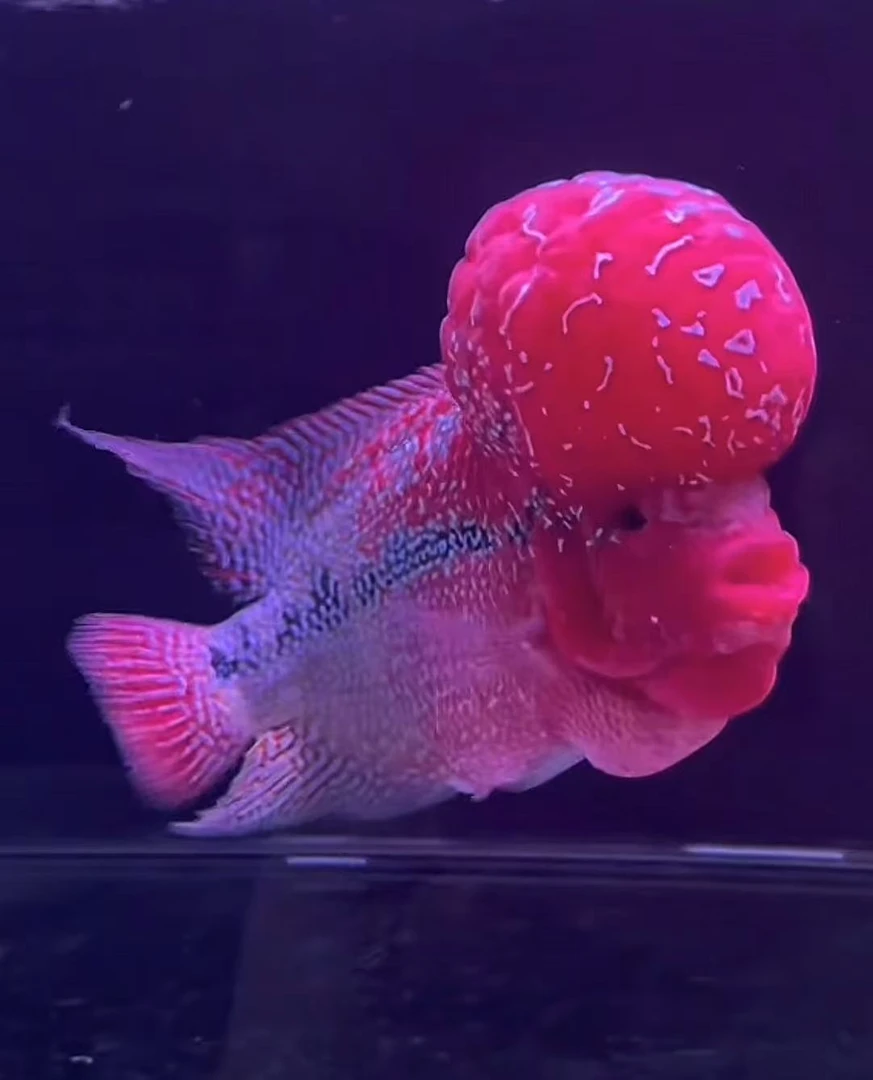 罗汉鱼鱼苗鸿运当头观赏鱼宠物鱼活体鱼精品鱼