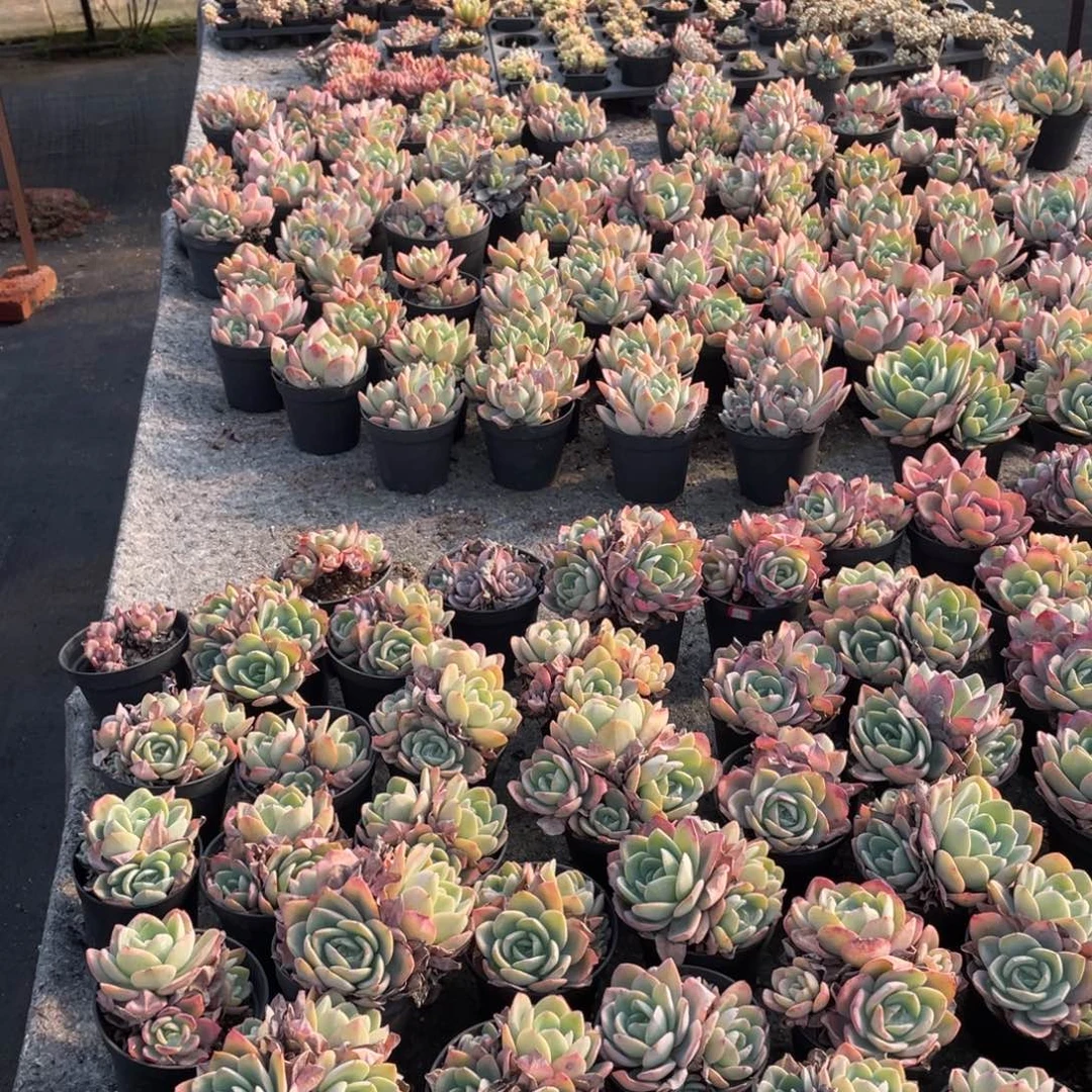 阿温寄养补发  六月六