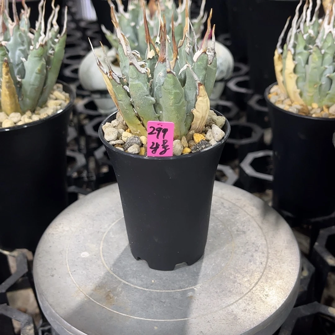 绝***家个广告广告哼哼唧唧金海哼哼唧唧