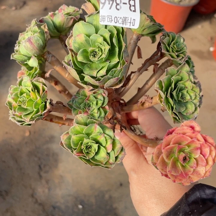 846知否根少多肉12345678多肉