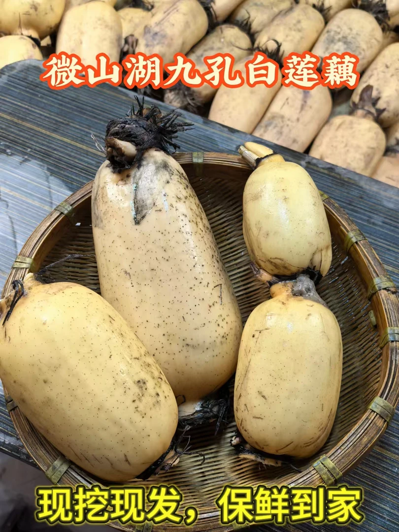 【新藕上市】微山湖正宗九孔白莲藕现挖现发新鲜到家保证不泡药水