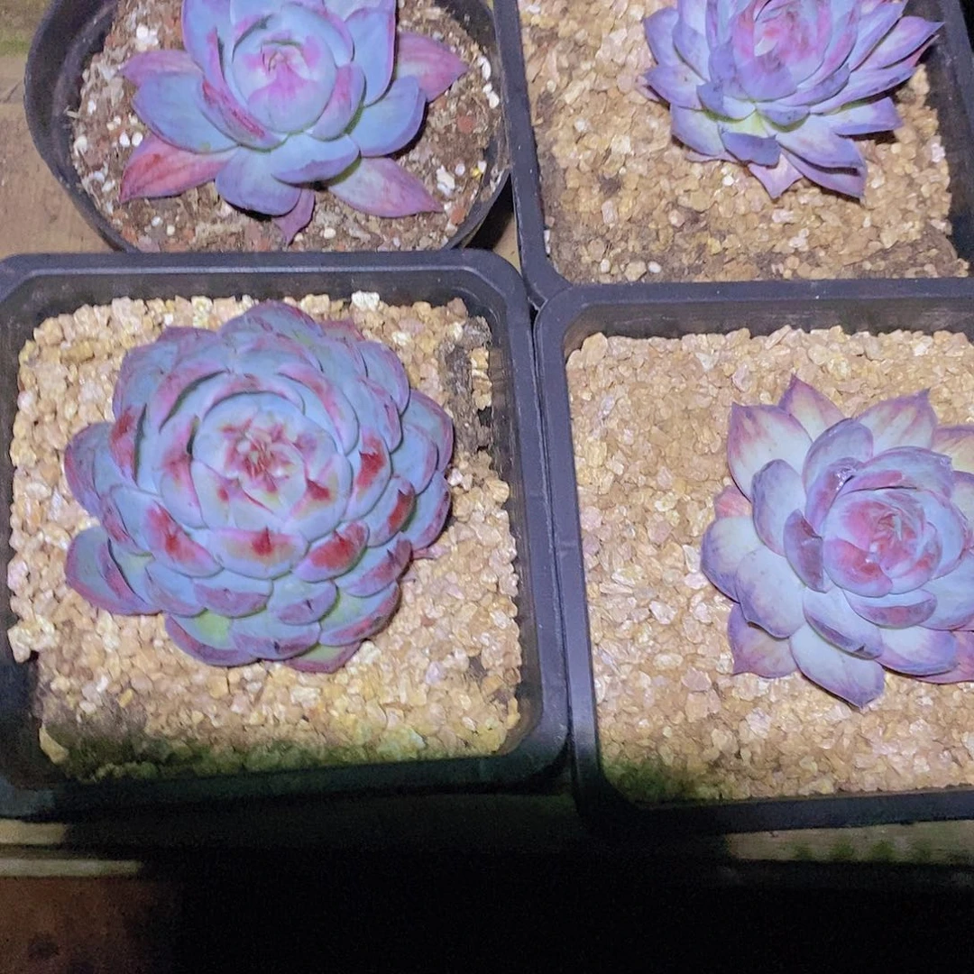 多肉植物惊鸿福利