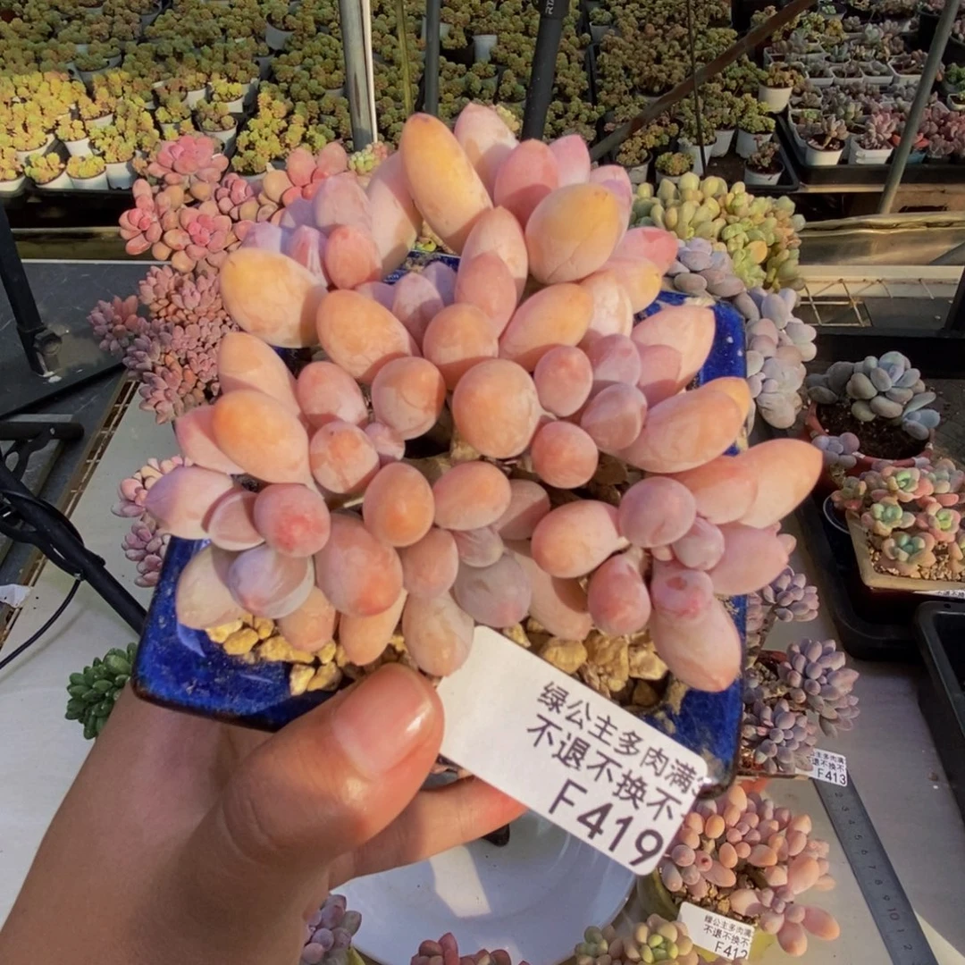 419香水手指奶多肉8cm