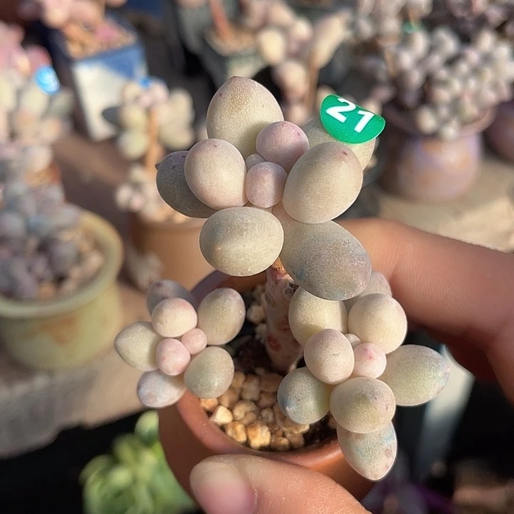 奶尖 带盆发货 4口盆