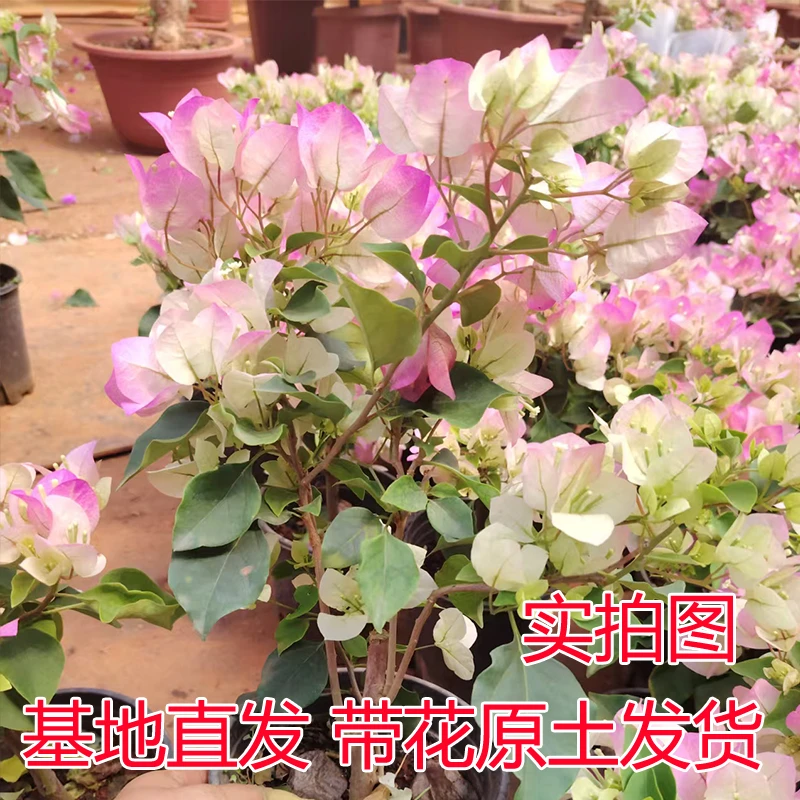 稀有三角梅新品四季开花带花带花苞盆栽阳台好养花卉基地直发对版