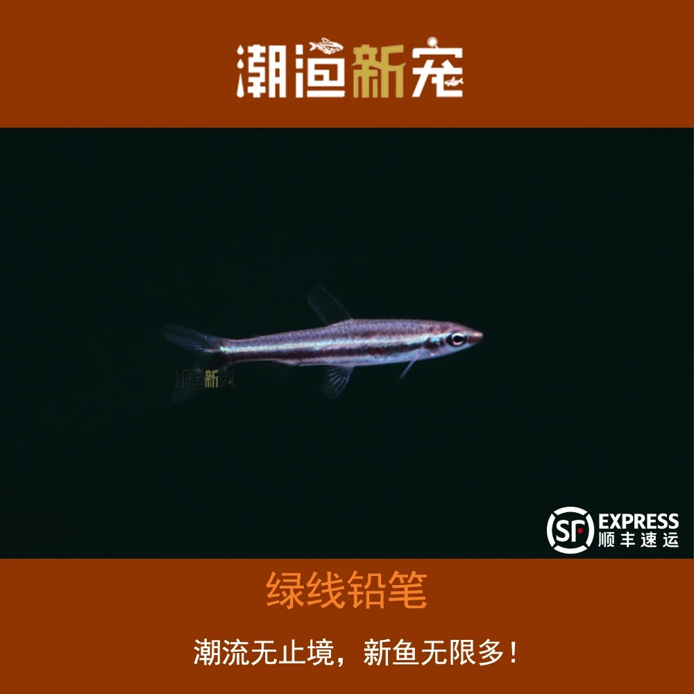 绿线铅笔 热带小型观赏灯鱼 顺丰包邮包损