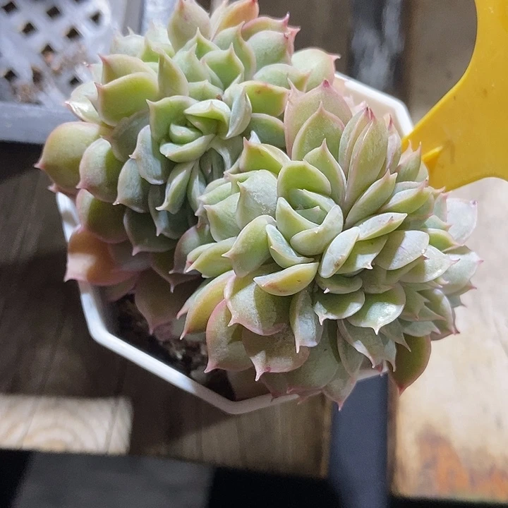 多肉植物昂斯诺缀1613