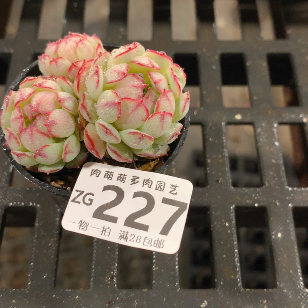 肉萌萌拇指盆精控多肉ZG227
