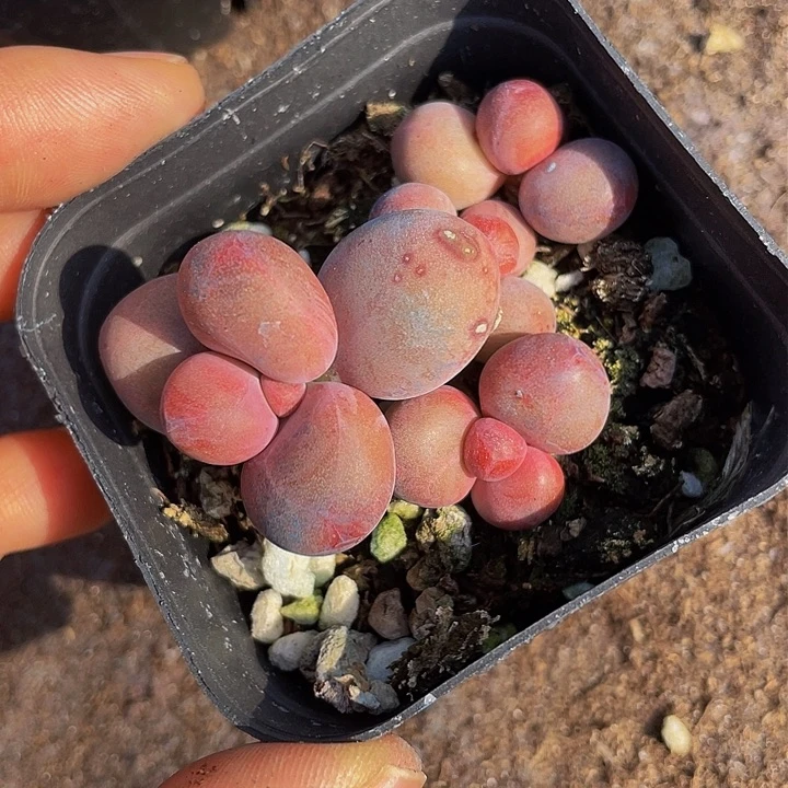 一**埃25号不包整满18包邮