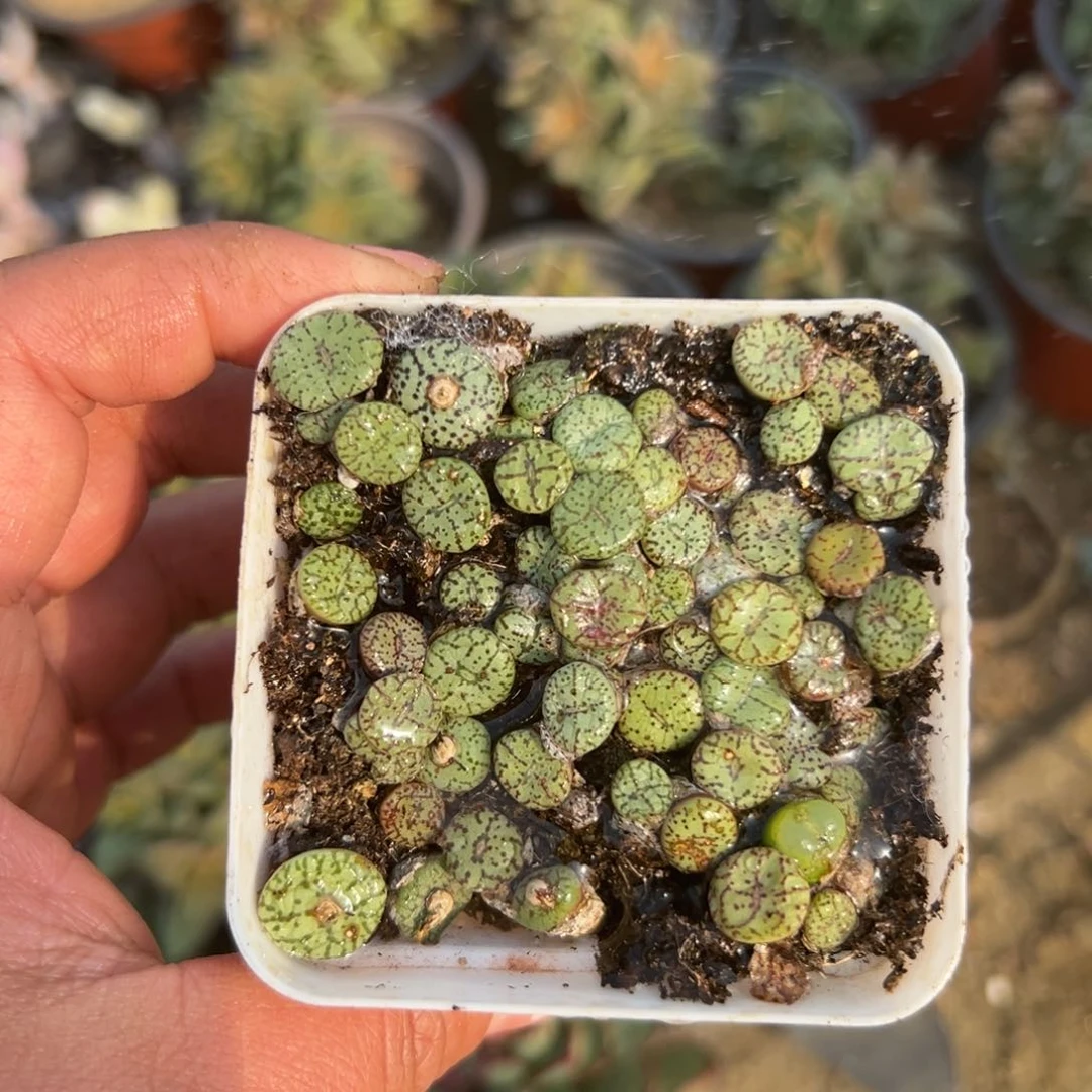 多肉植物多肉植物