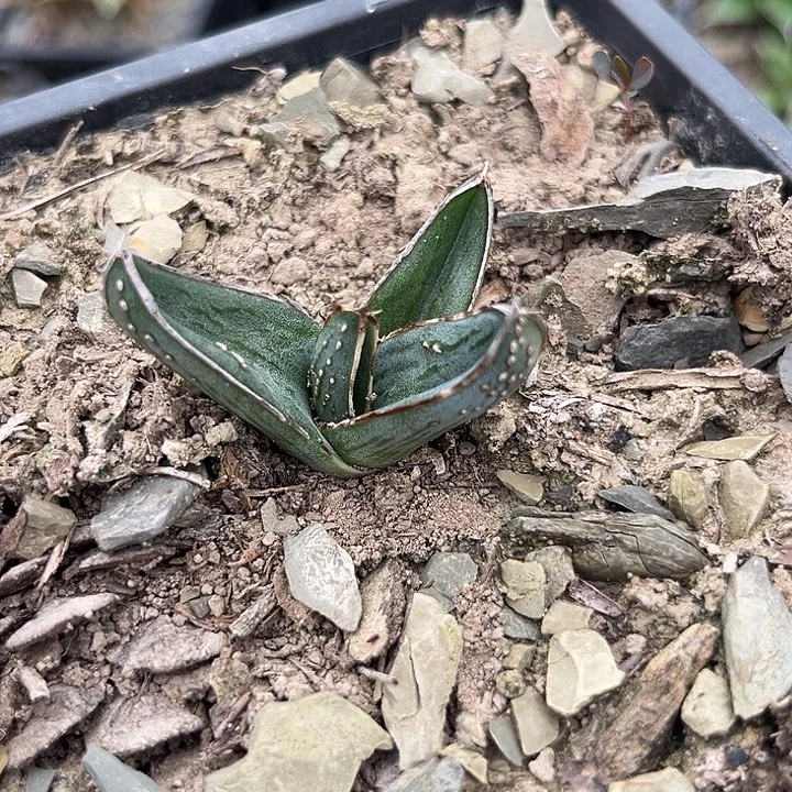 纳瓦罗2456899999988