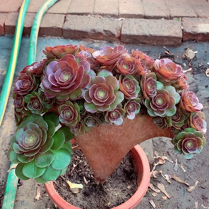 万缀整板，多肉植物